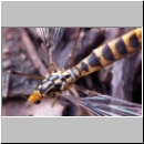 Nephrotoma flavipalis - Schnake w03c.jpg